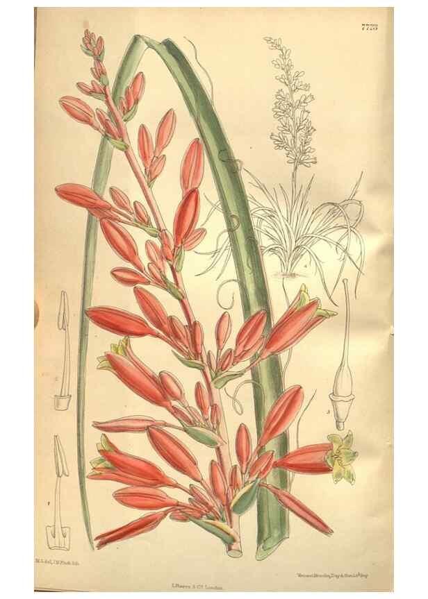 Reproducción/Reproduction 8635517956: Curtis's botanical magazine.. London ;New York [etc.] :Academic Press [etc.]