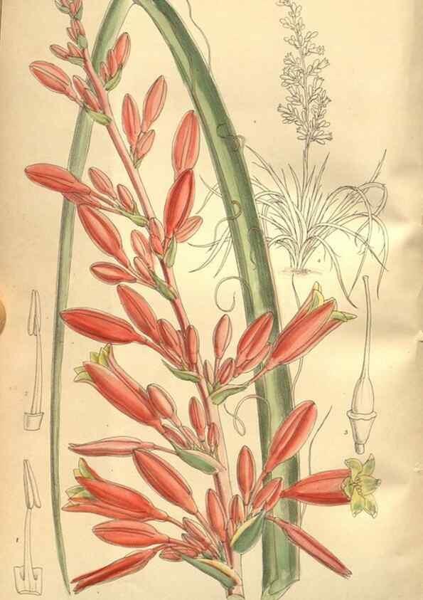 Reproducción/Reproduction 8635517956: Curtis's botanical magazine.. London ;New York [etc.] :Academic Press [etc.]