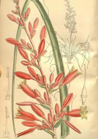 Reproducción/Reproduction 8635517956: Curtis's botanical magazine.. London ;New York [etc.] :Academic Press [etc.]