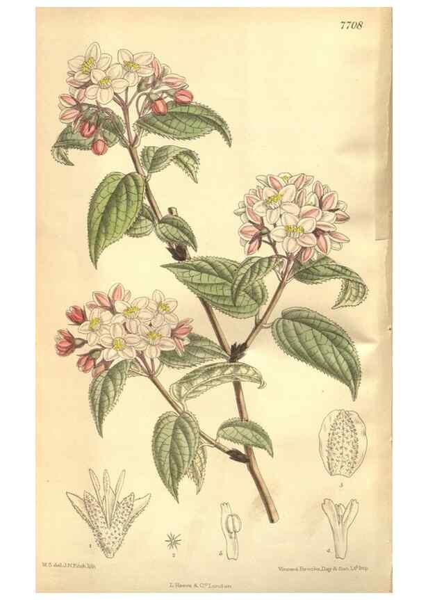 Reproducción/Reproduction 8635507172: Curtis's botanical magazine.. London ;New York [etc.] :Academic Press [etc.]