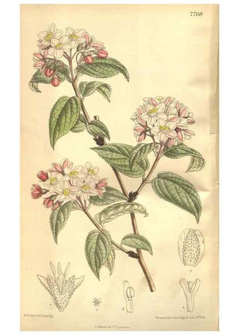 Reproducción/Reproduction 8635507172: Curtis's botanical magazine.. London ;New York [etc.] :Academic Press [etc.]