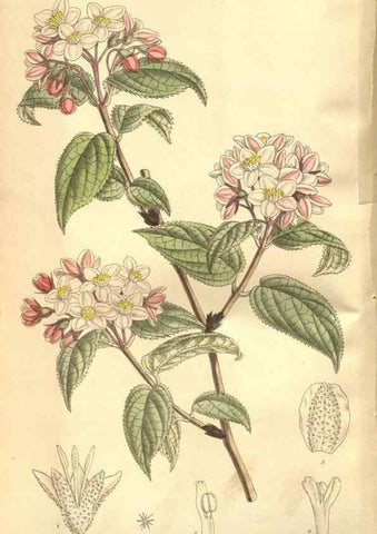 Reproducción/Reproduction 8635507172: Curtis's botanical magazine.. London ;New York [etc.] :Academic Press [etc.]