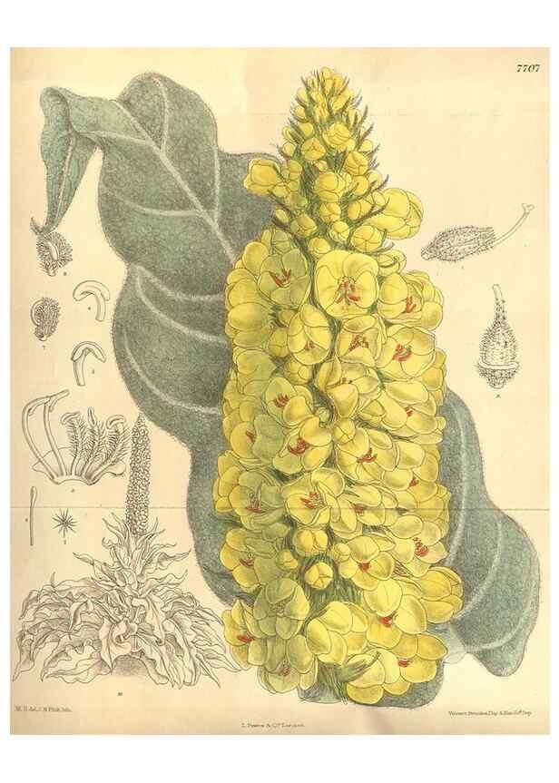 Reproducción/Reproduction 8635506346: Curtis's botanical magazine.. London ;New York [etc.] :Academic Press [etc.]