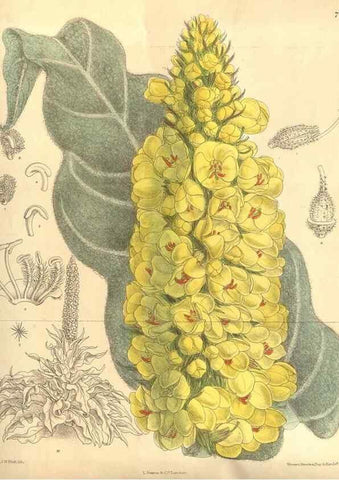 Reproducción/Reproduction 8635506346: Curtis's botanical magazine.. London ;New York [etc.] :Academic Press [etc.]
