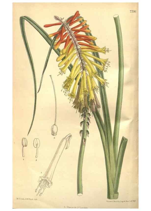 Reproducción/Reproduction 8635505514: Curtis's botanical magazine.. London ;New York [etc.] :Academic Press [etc.]