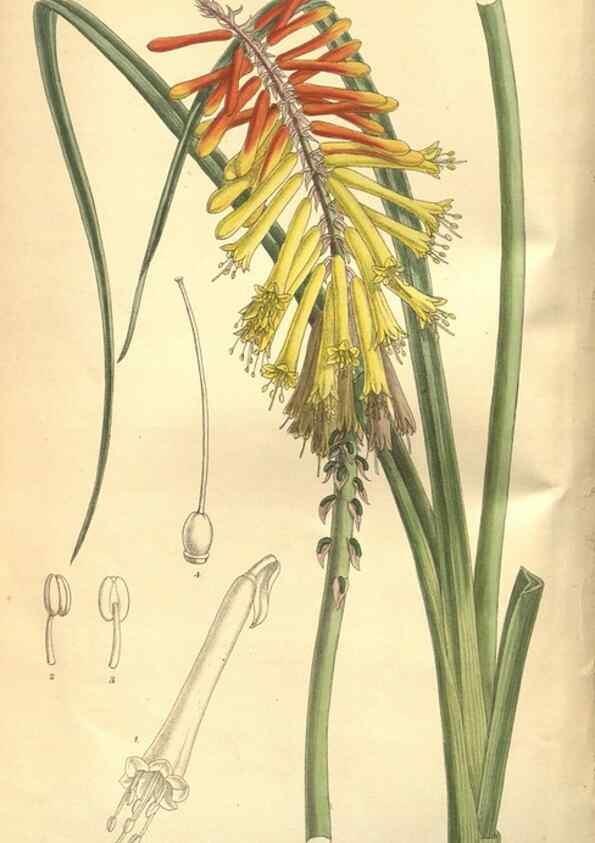 Reproducción/Reproduction 8635505514: Curtis's botanical magazine.. London ;New York [etc.] :Academic Press [etc.]