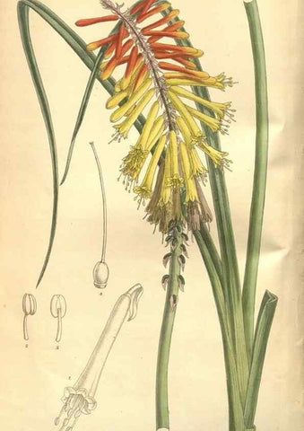 Reproducción/Reproduction 8635505514: Curtis's botanical magazine.. London ;New York [etc.] :Academic Press [etc.]