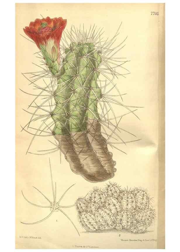 Reproducción/Reproduction 8635504768: Curtis's botanical magazine.. London ;New York [etc.] :Academic Press [etc.]