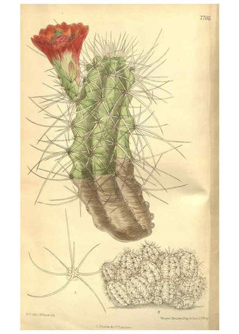Reproducción/Reproduction 8635504768: Curtis's botanical magazine.. London ;New York [etc.] :Academic Press [etc.]