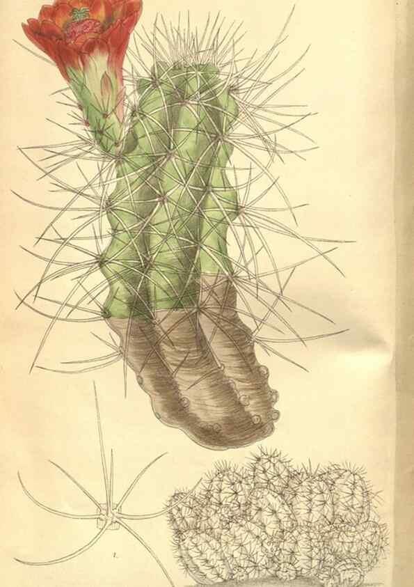 Reproducción/Reproduction 8635504768: Curtis's botanical magazine.. London ;New York [etc.] :Academic Press [etc.]