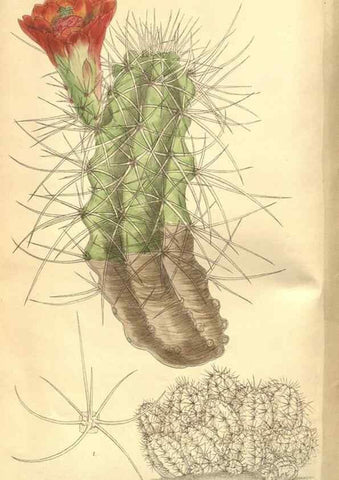 Reproducción/Reproduction 8635504768: Curtis's botanical magazine.. London ;New York [etc.] :Academic Press [etc.]