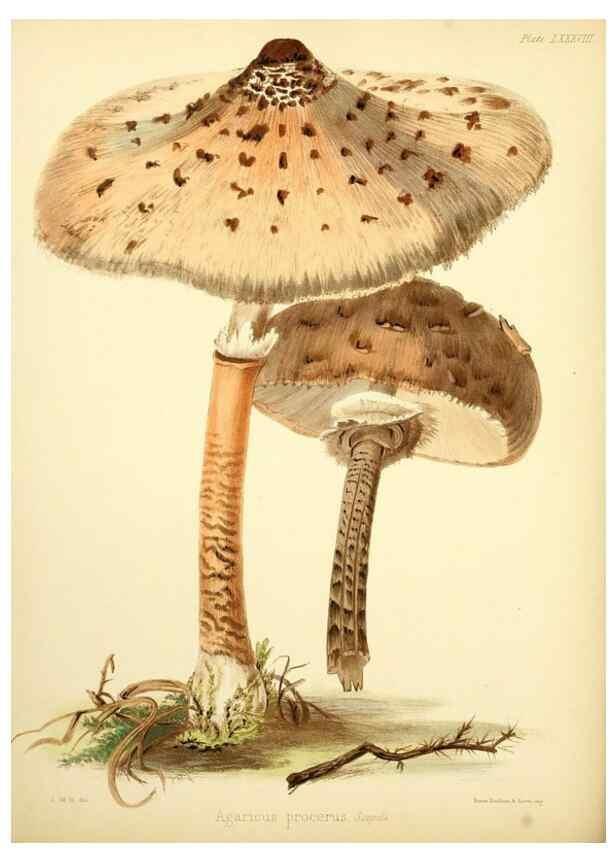Reproducción/Reproduction 8618327083: Illustrations of British mycology,. London,Reeve, Benham and Reeve,1847-55.