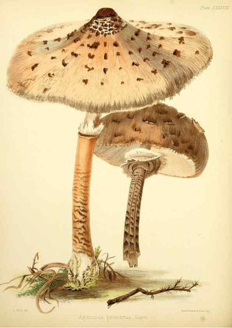 Reproducción/Reproduction 8618327083: Illustrations of British mycology,. London,Reeve, Benham and Reeve,1847-55.