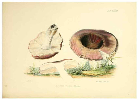 Reproducción/Reproduction 8618327419: Illustrations of British mycology,. London,Reeve, Benham and Reeve,1847-55.