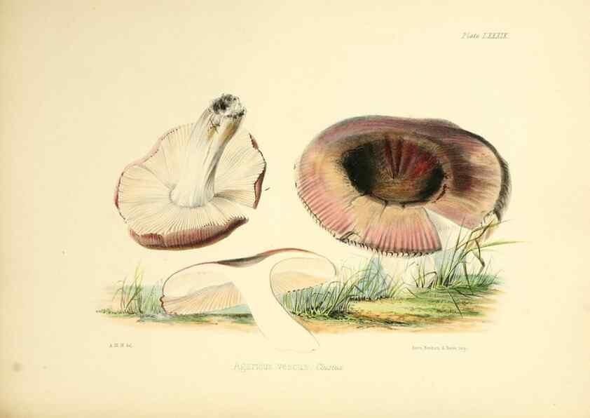 Reproducción/Reproduction 8618327419: Illustrations of British mycology,. London,Reeve, Benham and Reeve,1847-55.