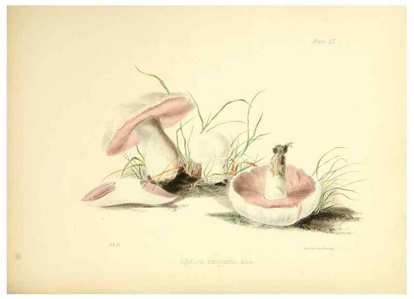 Reproducción/Reproduction 8618327785: Illustrations of British mycology,. London,Reeve, Benham and Reeve,1847-55.