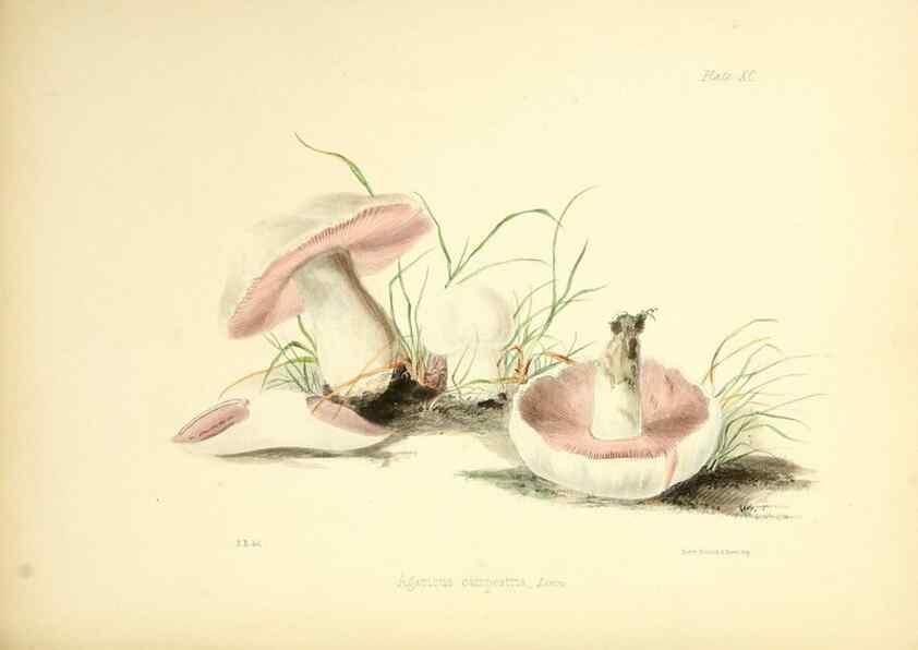 Reproducción/Reproduction 8618327785: Illustrations of British mycology,. London,Reeve, Benham and Reeve,1847-55.