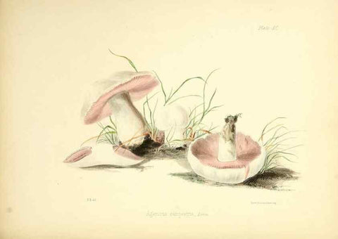 Reproducción/Reproduction 8618327785: Illustrations of British mycology,. London,Reeve, Benham and Reeve,1847-55.