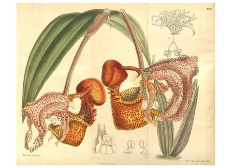 Reproducción/Reproduction 8634384533: Curtis's botanical magazine.. London ;New York [etc.] :Academic Press [etc.]