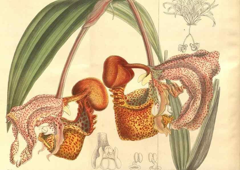 Reproducción/Reproduction 8634384533: Curtis's botanical magazine.. London ;New York [etc.] :Academic Press [etc.]