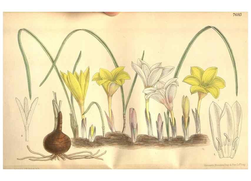 Reproducción/Reproduction 8635492034: Curtis's botanical magazine.. London ;New York [etc.] :Academic Press [etc.]
