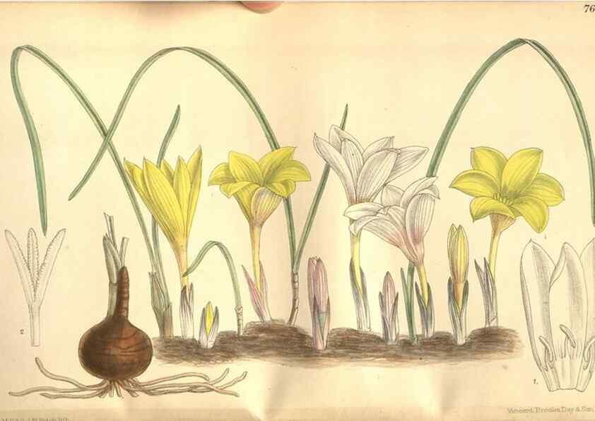 Reproducción/Reproduction 8635492034: Curtis's botanical magazine.. London ;New York [etc.] :Academic Press [etc.]