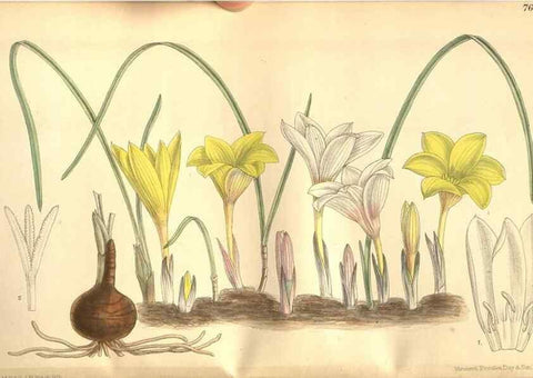 Reproducción/Reproduction 8635492034: Curtis's botanical magazine.. London ;New York [etc.] :Academic Press [etc.]