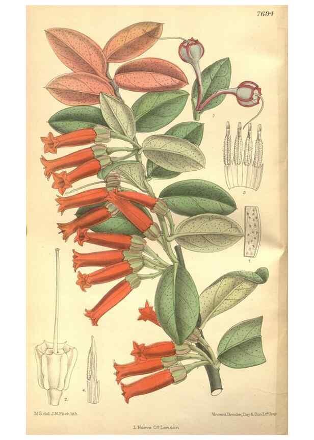 Reproducción/Reproduction 8635496532: Curtis's botanical magazine.. London ;New York [etc.] :Academic Press [etc.]