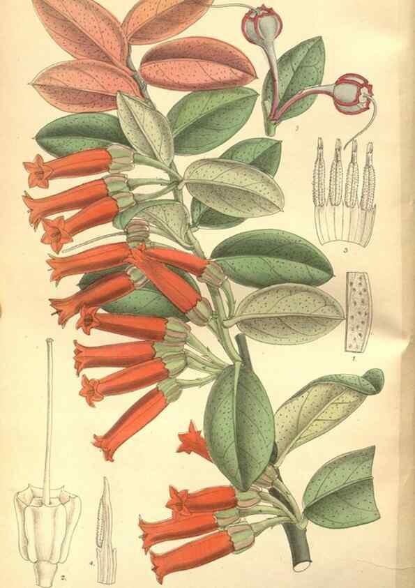 Reproducción/Reproduction 8635496532: Curtis's botanical magazine.. London ;New York [etc.] :Academic Press [etc.]