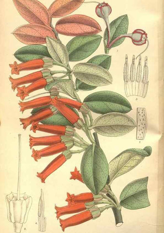 Reproducción/Reproduction 8635496532: Curtis's botanical magazine.. London ;New York [etc.] :Academic Press [etc.]