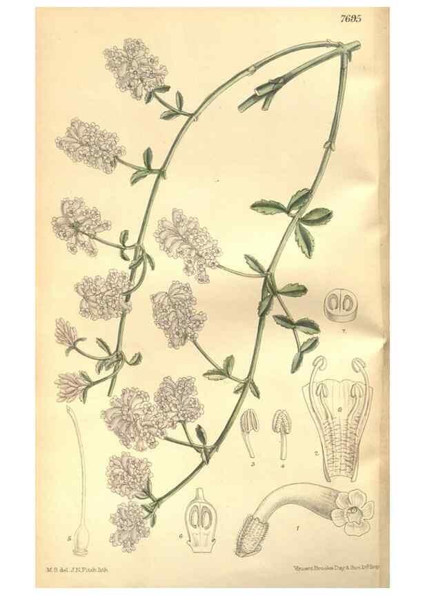 Reproducción/Reproduction 8635497370: Curtis's botanical magazine.. London ;New York [etc.] :Academic Press [etc.]