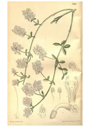 Reproducción/Reproduction 8635497370: Curtis's botanical magazine.. London ;New York [etc.] :Academic Press [etc.]