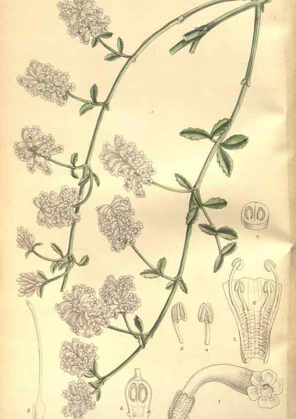 Reproducción/Reproduction 8635497370: Curtis's botanical magazine.. London ;New York [etc.] :Academic Press [etc.]