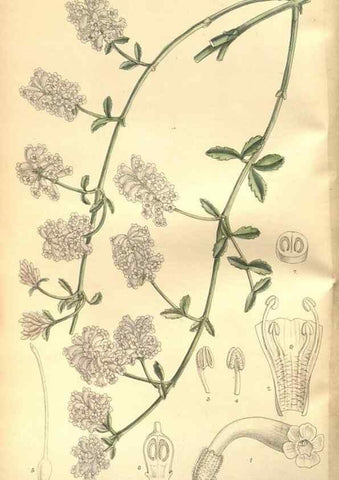 Reproducción/Reproduction 8635497370: Curtis's botanical magazine.. London ;New York [etc.] :Academic Press [etc.]