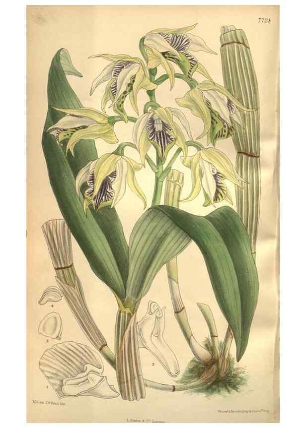 Reproducción/Reproduction 8635518658: Curtis's botanical magazine.. London ;New York [etc.] :Academic Press [etc.]