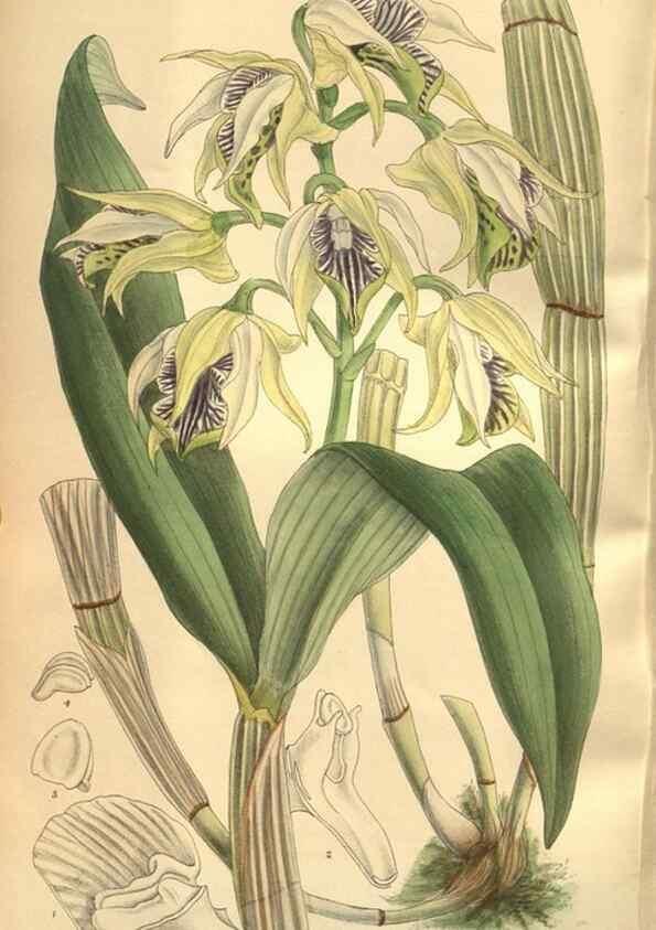 Reproducción/Reproduction 8635518658: Curtis's botanical magazine.. London ;New York [etc.] :Academic Press [etc.]