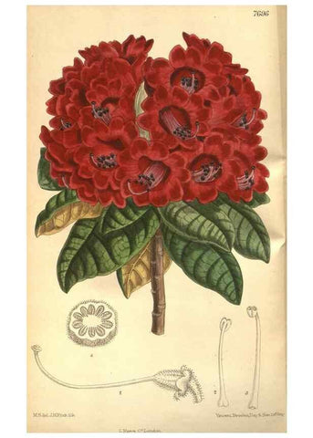 Reproducción/Reproduction 8635498058: Curtis's botanical magazine.. London ;New York [etc.] :Academic Press [etc.]