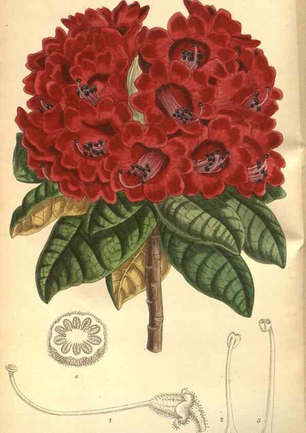Reproducción/Reproduction 8635498058: Curtis's botanical magazine.. London ;New York [etc.] :Academic Press [etc.]