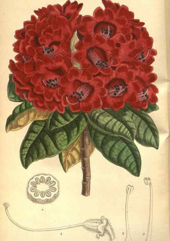 Reproducción/Reproduction 8635498058: Curtis's botanical magazine.. London ;New York [etc.] :Academic Press [etc.]