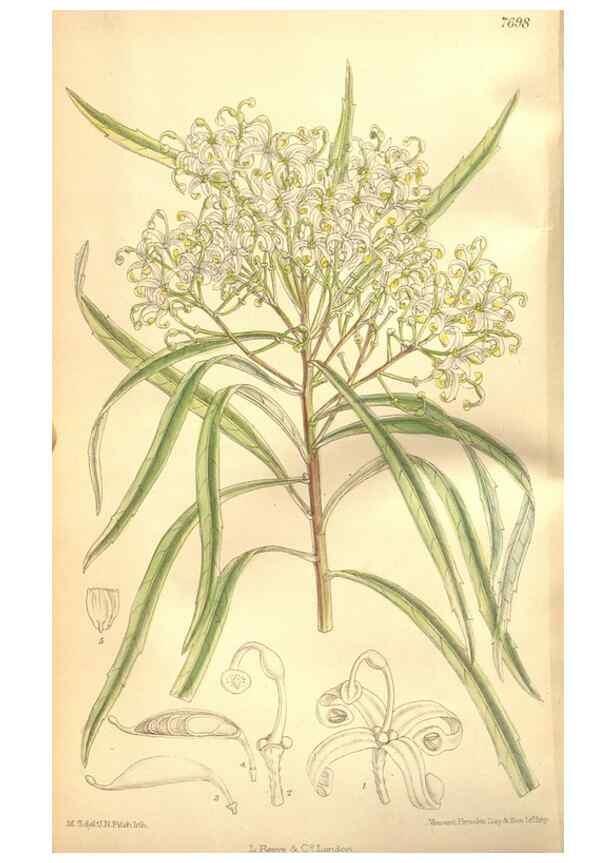 Reproducción/Reproduction 8635499678: Curtis's botanical magazine.. London ;New York [etc.] :Academic Press [etc.]