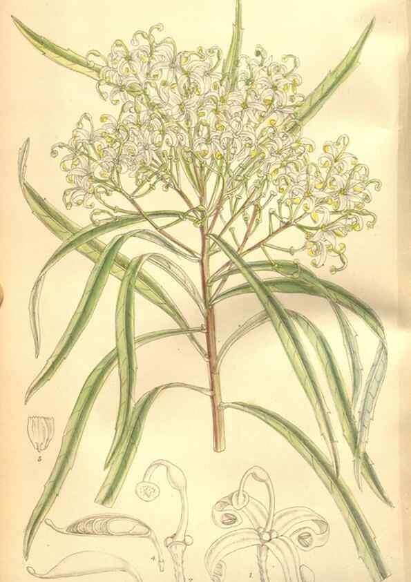 Reproducción/Reproduction 8635499678: Curtis's botanical magazine.. London ;New York [etc.] :Academic Press [etc.]
