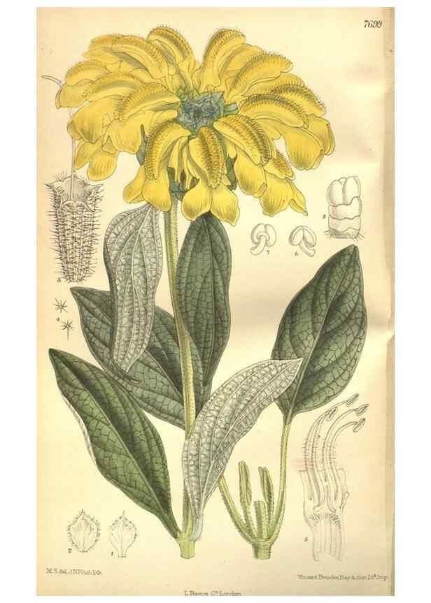 Reproducción/Reproduction 8635500442: Curtis's botanical magazine.. London ;New York [etc.] :Academic Press [etc.]