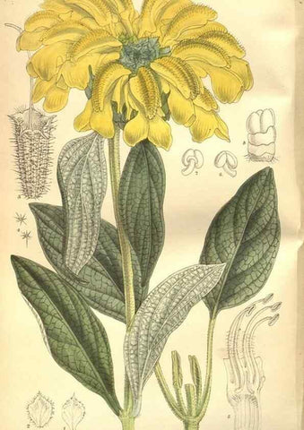 Reproducción/Reproduction 8635500442: Curtis's botanical magazine.. London ;New York [etc.] :Academic Press [etc.]