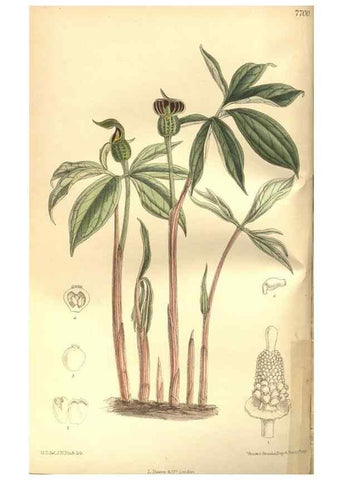 Reproducción/Reproduction 8634394391: Curtis's botanical magazine.. London ;New York [etc.] :Academic Press [etc.]