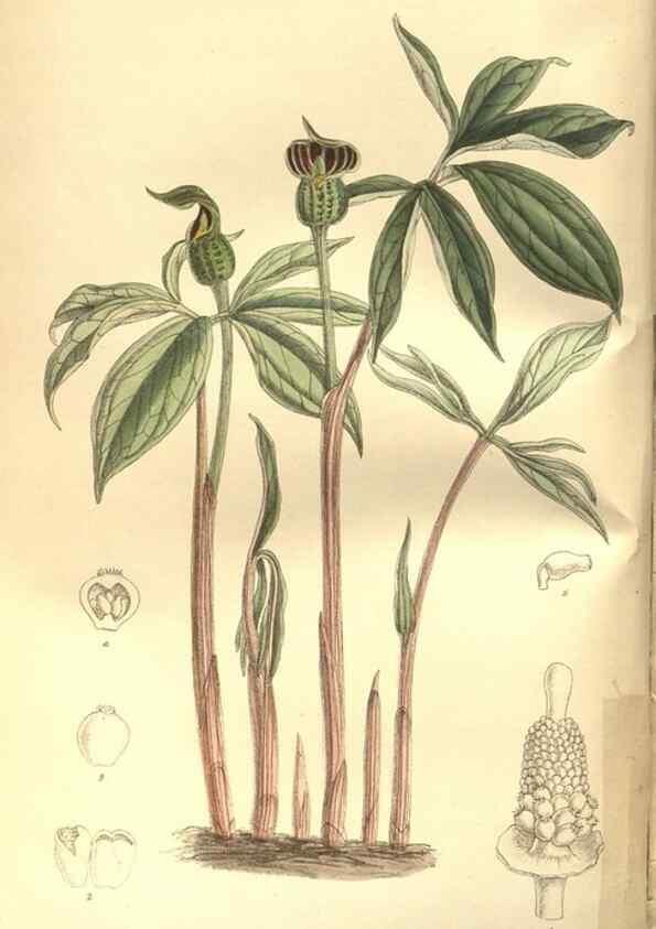 Reproducción/Reproduction 8634394391: Curtis's botanical magazine.. London ;New York [etc.] :Academic Press [etc.]