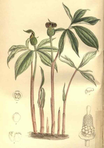 Reproducción/Reproduction 8634394391: Curtis's botanical magazine.. London ;New York [etc.] :Academic Press [etc.]