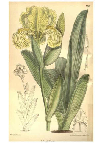 Reproducción/Reproduction 8634395131: Curtis's botanical magazine.. London ;New York [etc.] :Academic Press [etc.]