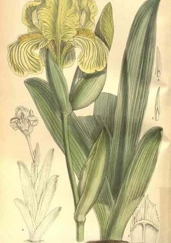 Reproducción/Reproduction 8634395131: Curtis's botanical magazine.. London ;New York [etc.] :Academic Press [etc.]