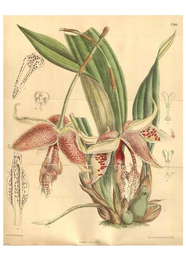 Reproducción/Reproduction 8634395903: Curtis's botanical magazine.. London ;New York [etc.] :Academic Press [etc.]
