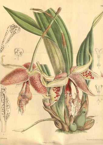 Reproducción/Reproduction 8634395903: Curtis's botanical magazine.. London ;New York [etc.] :Academic Press [etc.]